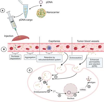 The next-generation DNA vaccine platforms and delivery systems: advances, challenges and prospects